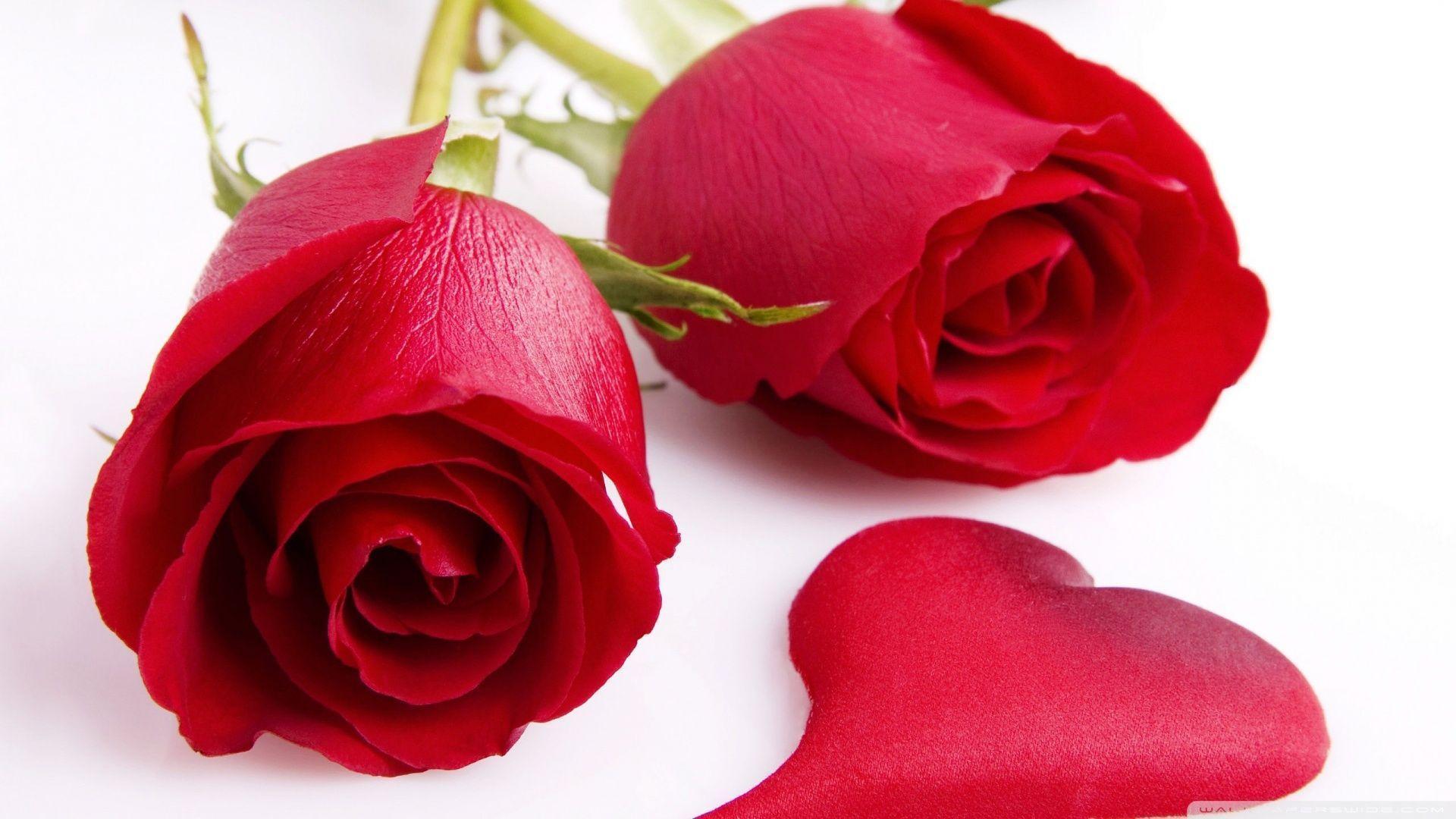 Flowers For > Red Rose Wallpaper For PC