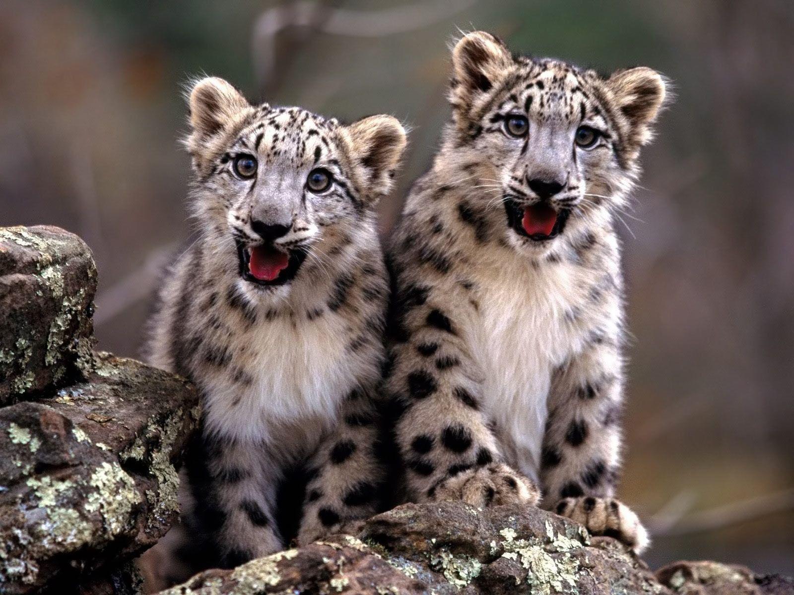 Desktop Wallpaper · Gallery · Animals · Baby cheetah. Free