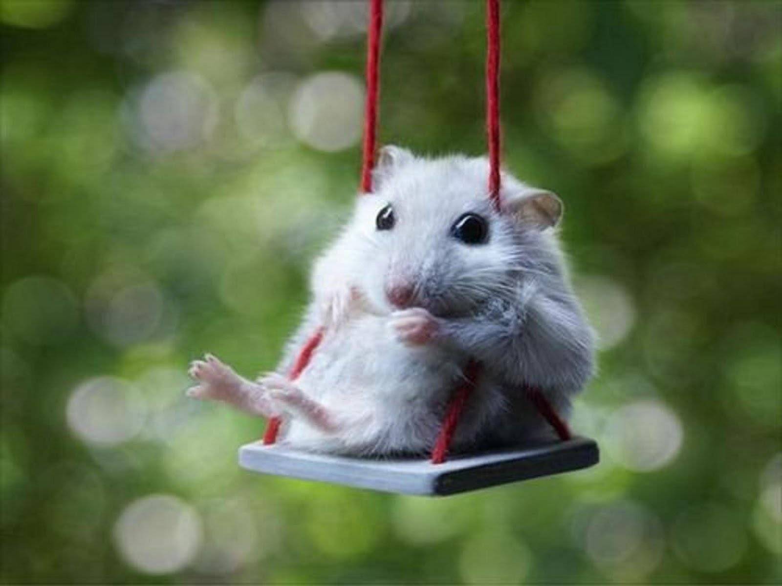 Swinging Hamster picture! Wallpaper