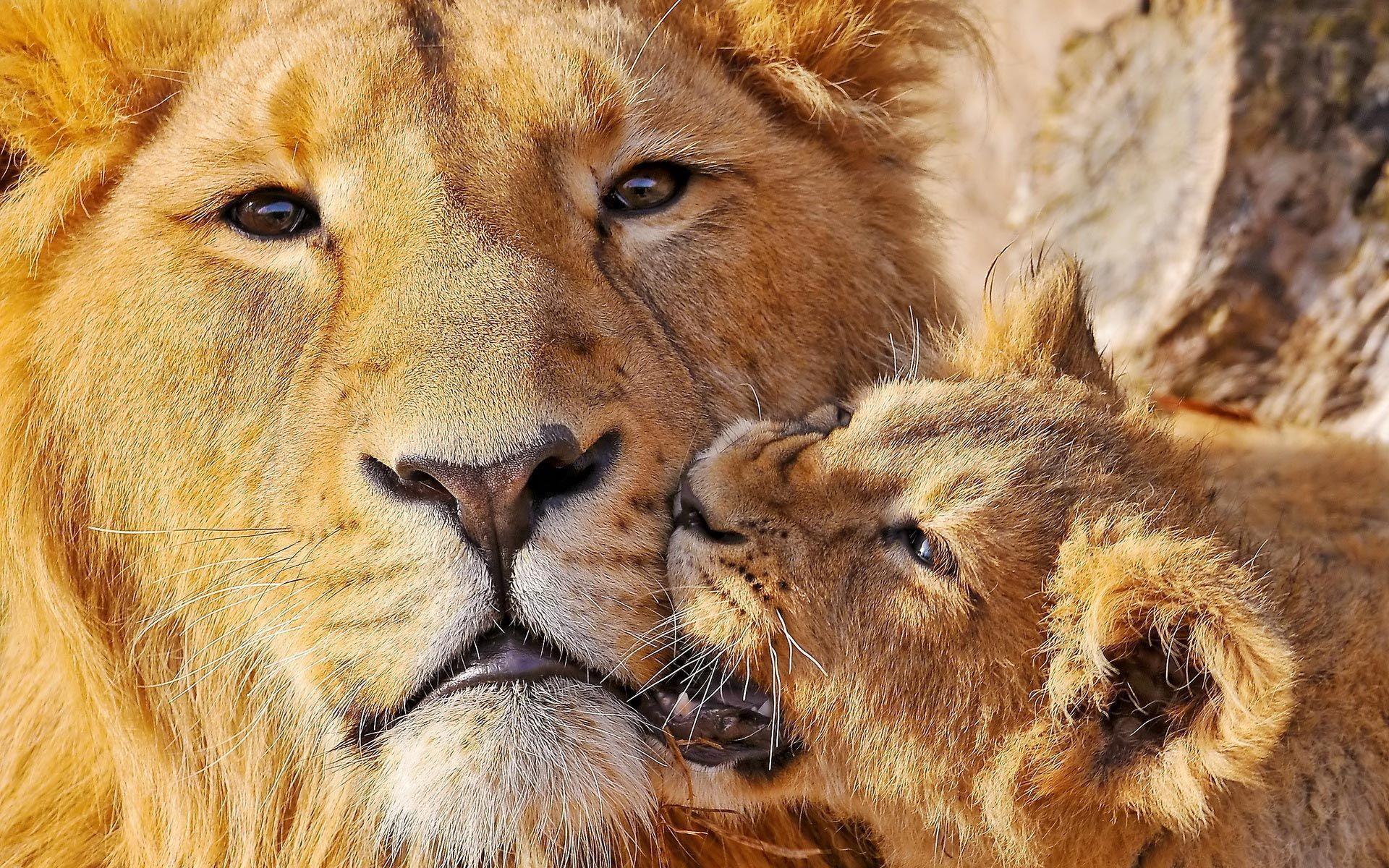 Lion Cub Wallpaper 10