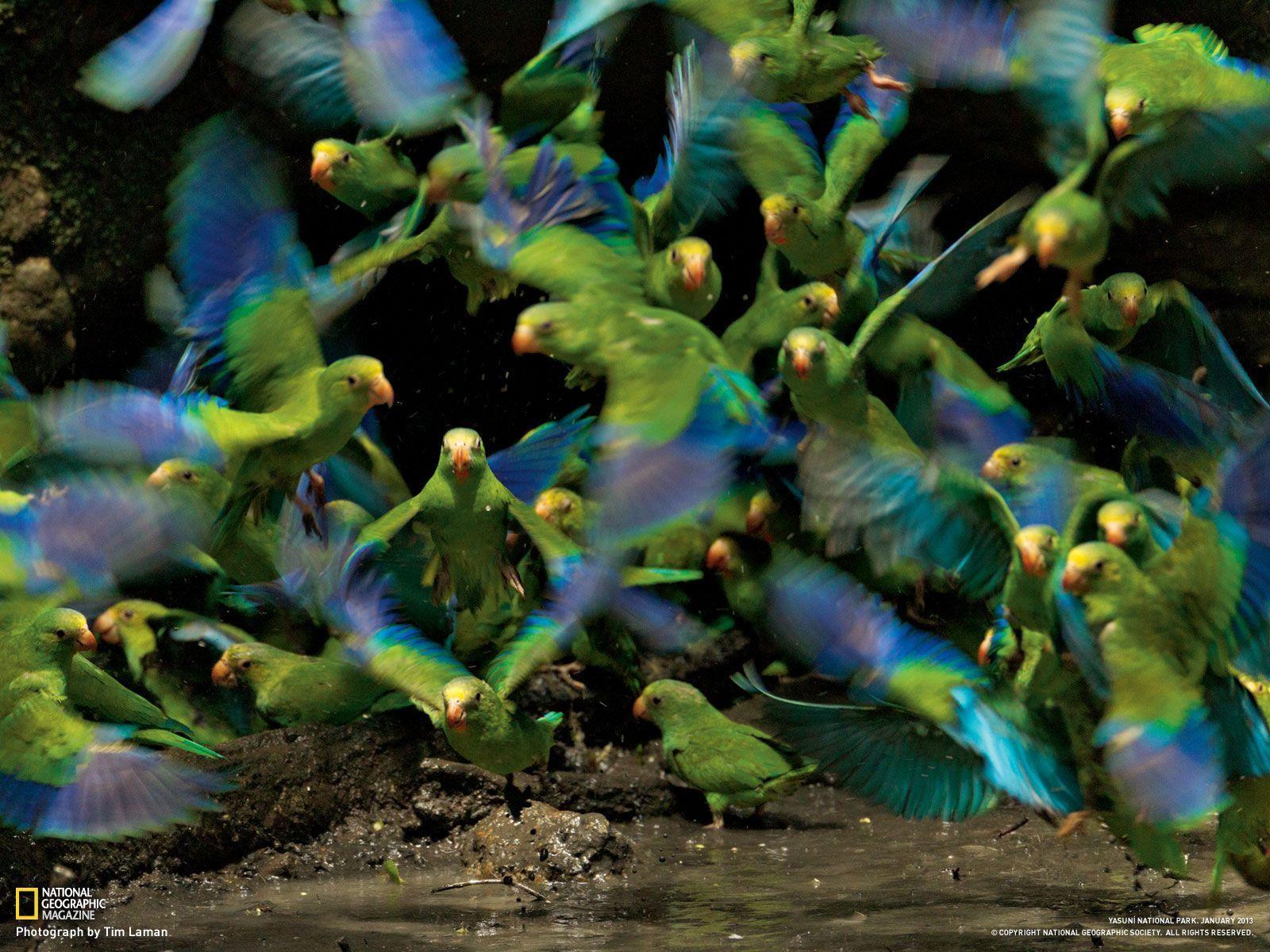 Parakeet Picture - Bird Wallpaper - National Geographic Photo