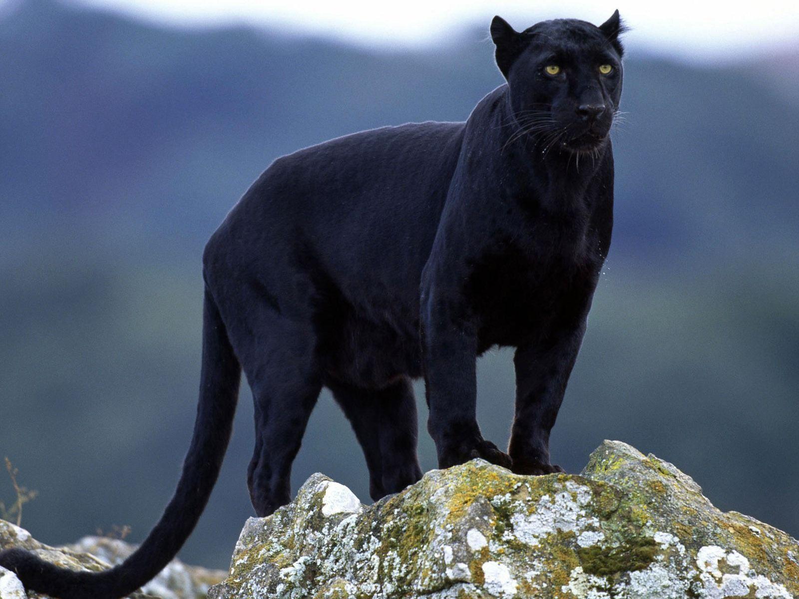 Black Leopard Wallpapers Wallpaper Cave Black Leopard Wallpapers Wallpaper Cave