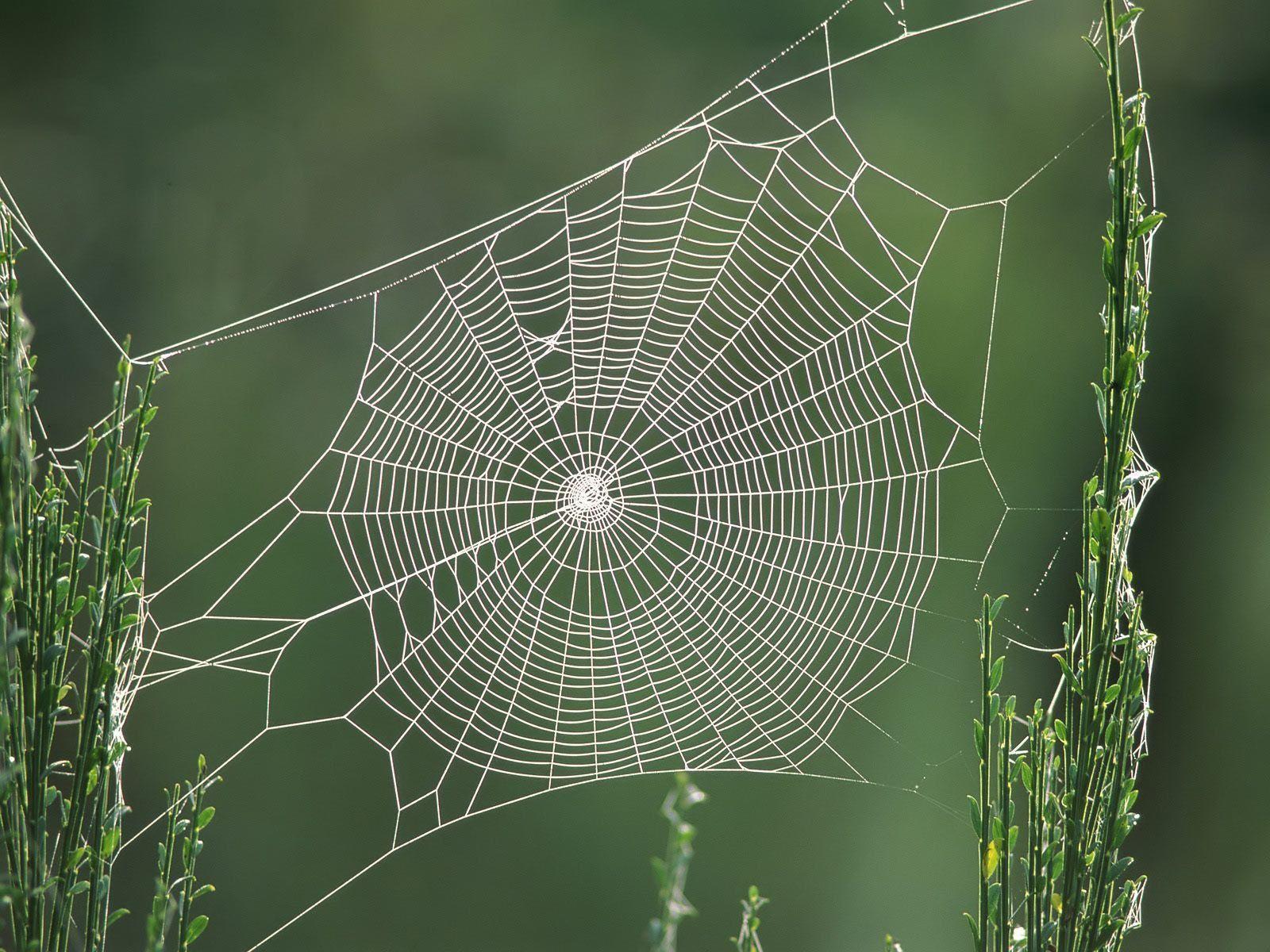 spider web wallpaper 3d