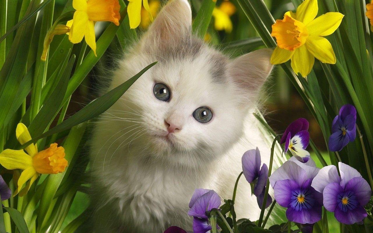 Download Cute Kitten Kittens Wallpaper. Full HD Wallpaper