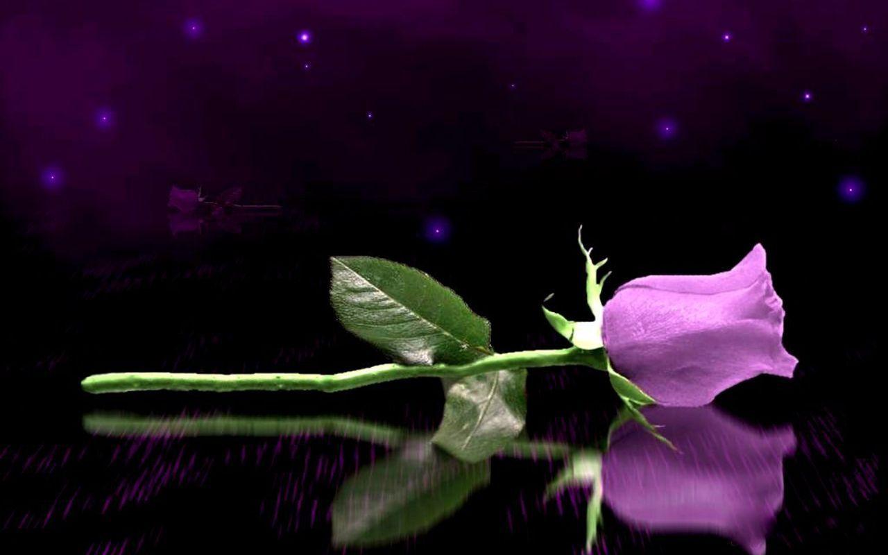 Flowers For > Purple Roses Wallpaper