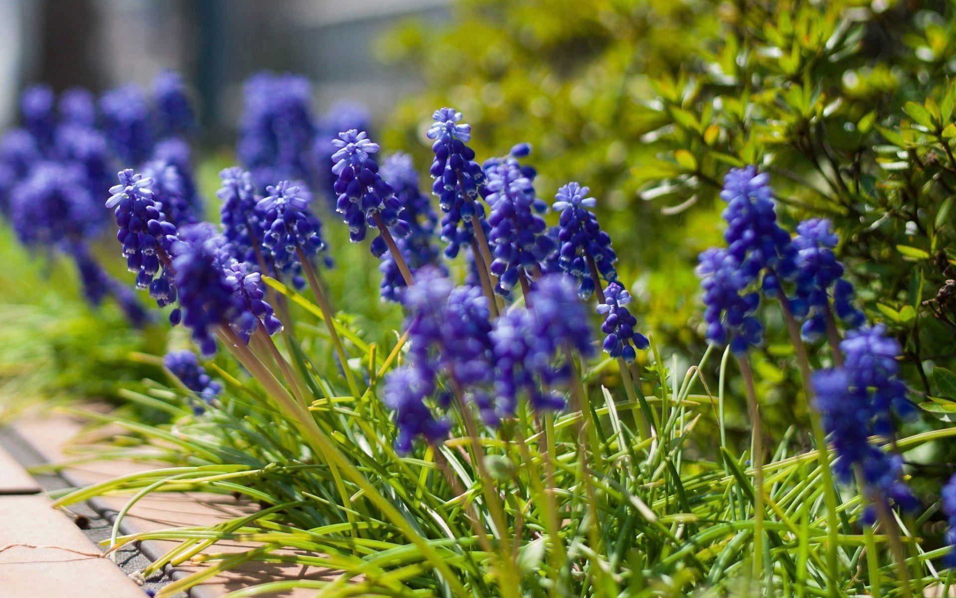 Blue Hyacinth in Flowers
