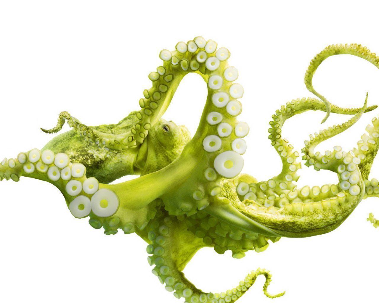 1280 Green Octopus