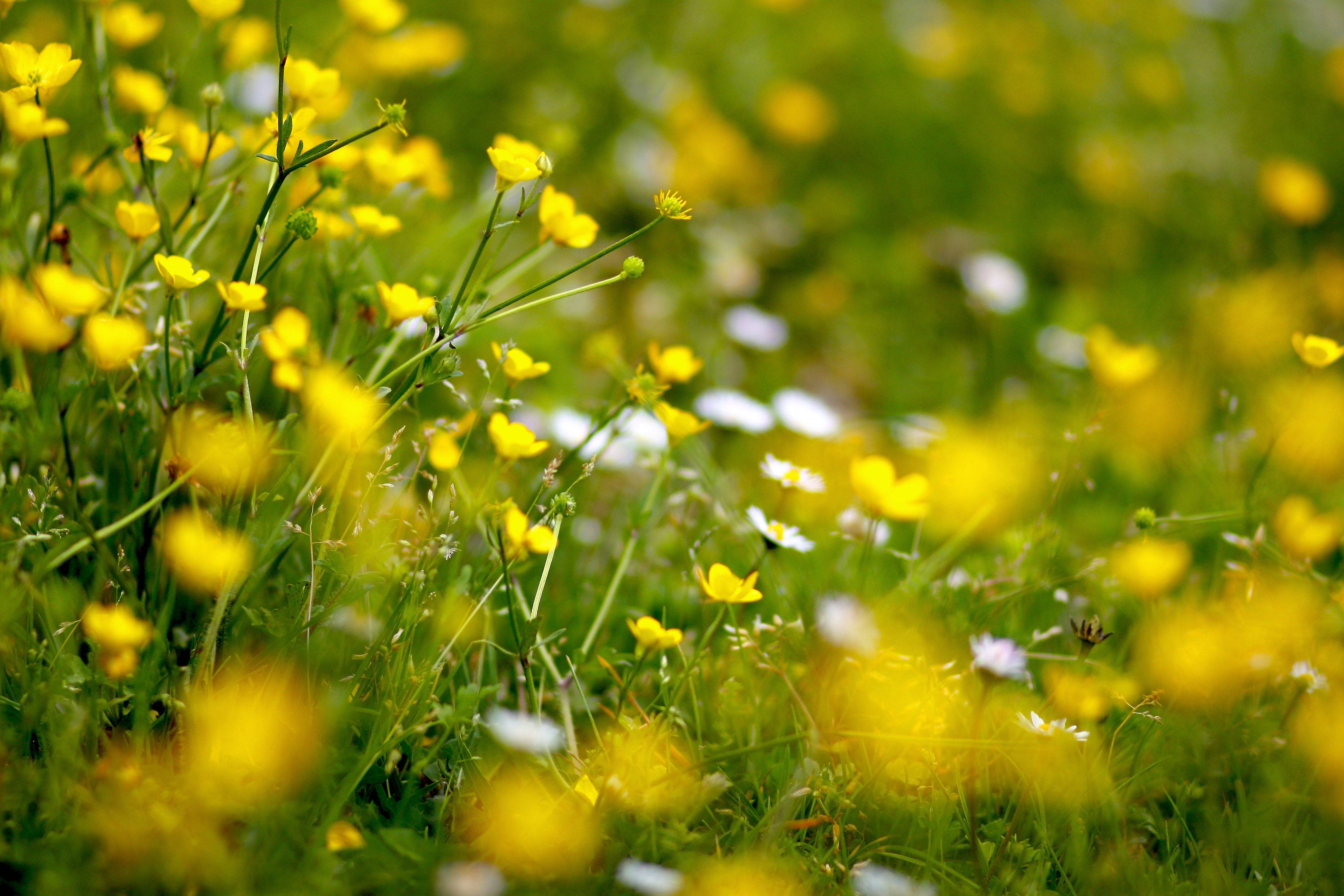Spring meadow with flowers wallpaper and image