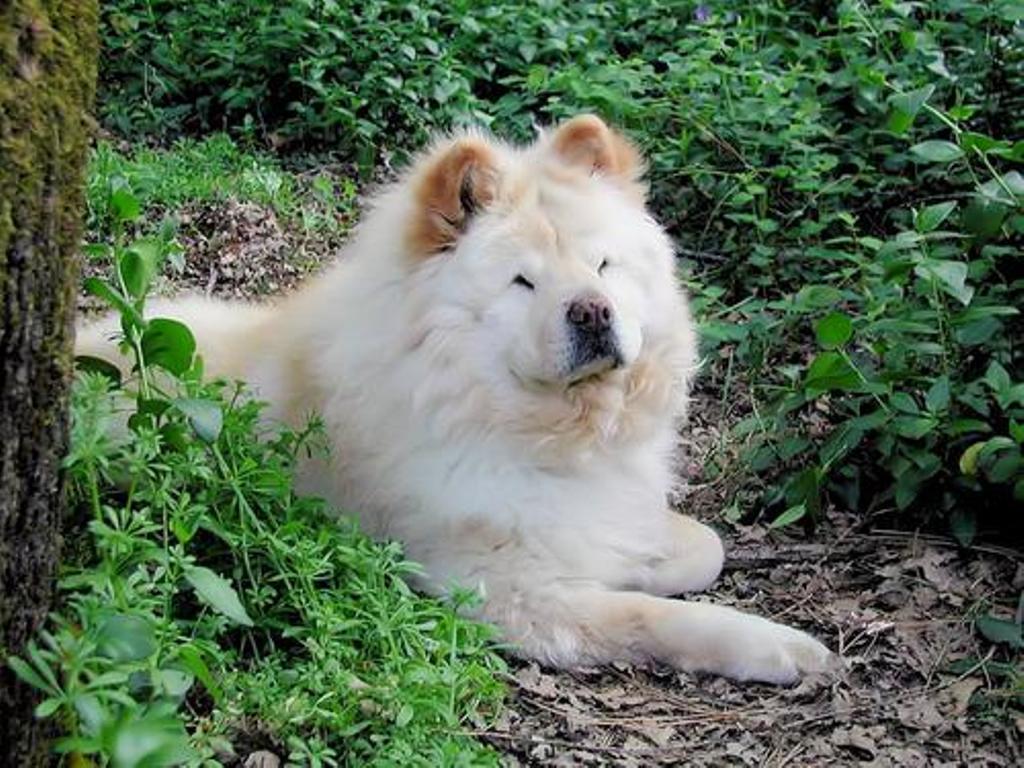 Chow Chow Dogs HD Wallpaper