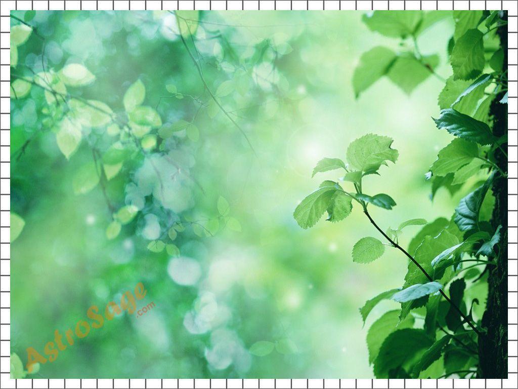Nature wallpaper background for your desktop