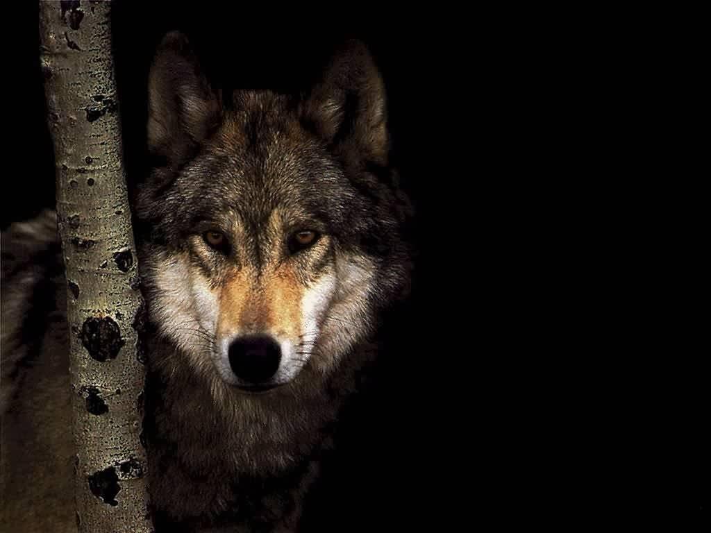 Cool Gray wolf Wallpapers 02