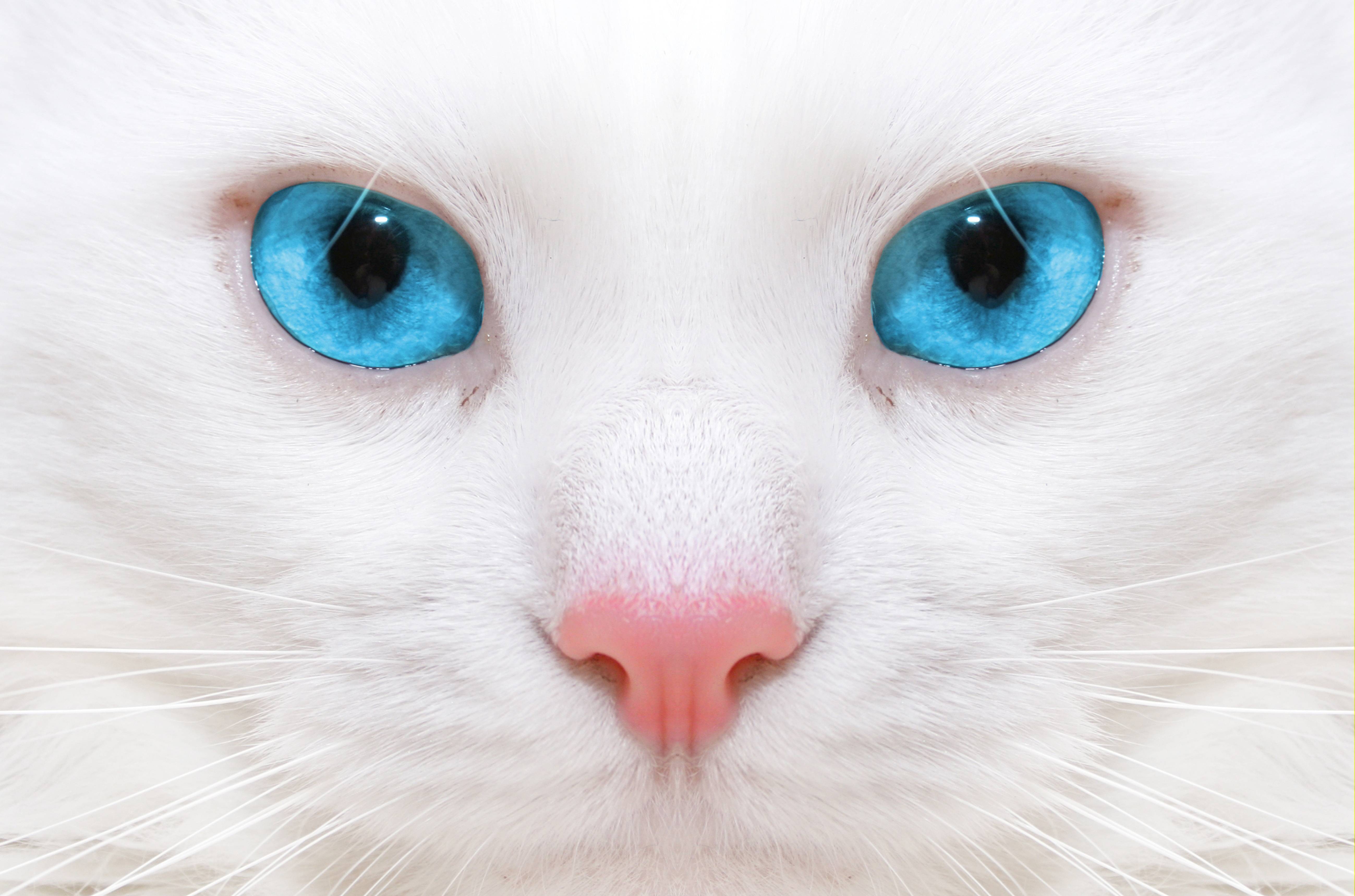White cat with blue eyes close up wallpaper and image