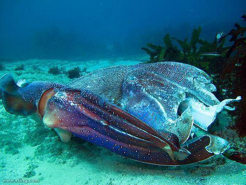 Australian Giant Cuttlefish Sharing!