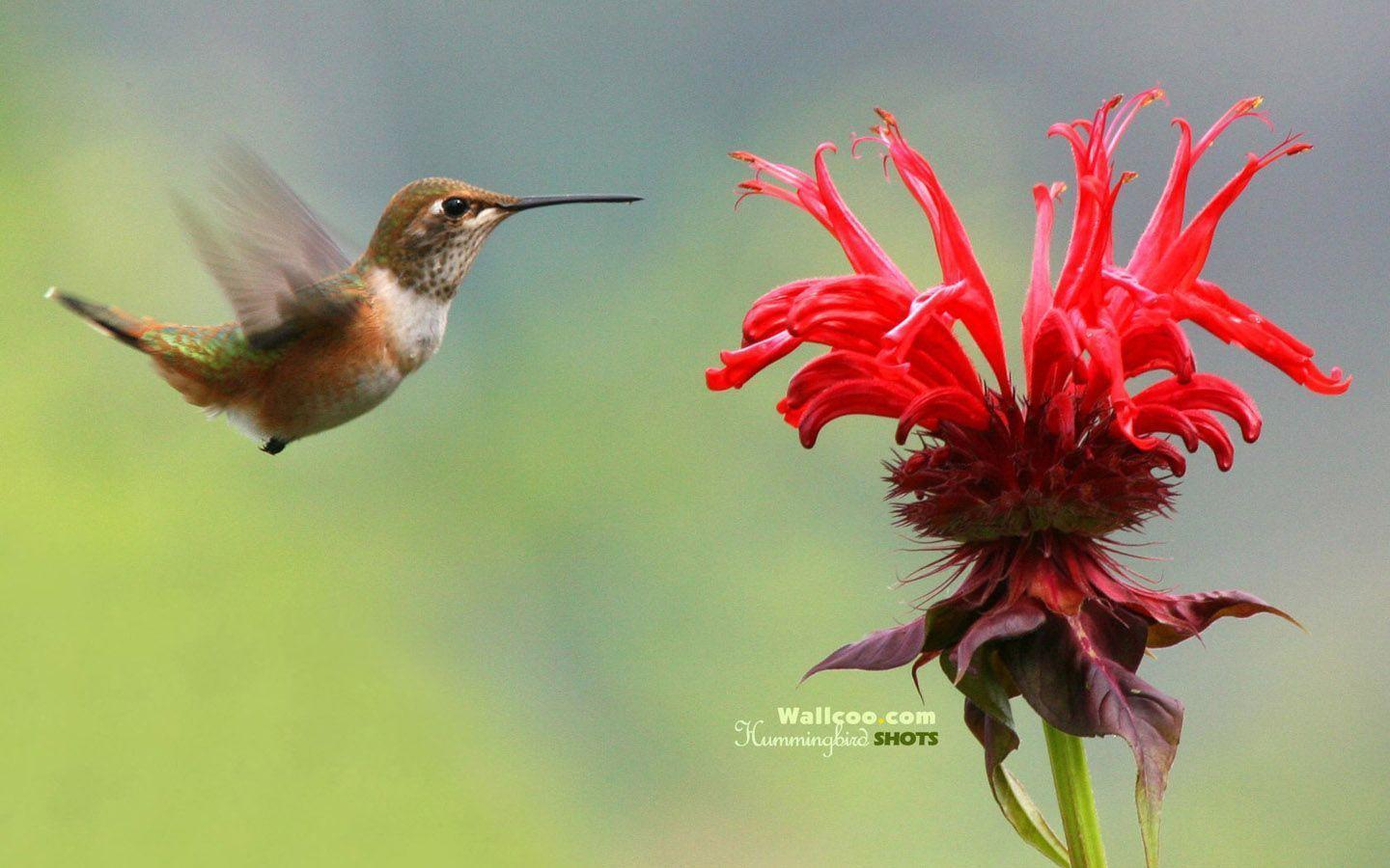 Hummingbird and flowers hummingbirds Wallpaper