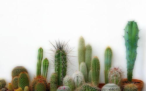 stafezariz: cactus wallpaper
