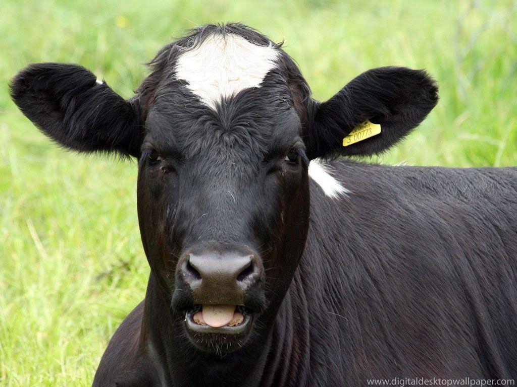 Funny Cow Digital Desktop Wallpaper Download Funny Cow Digital