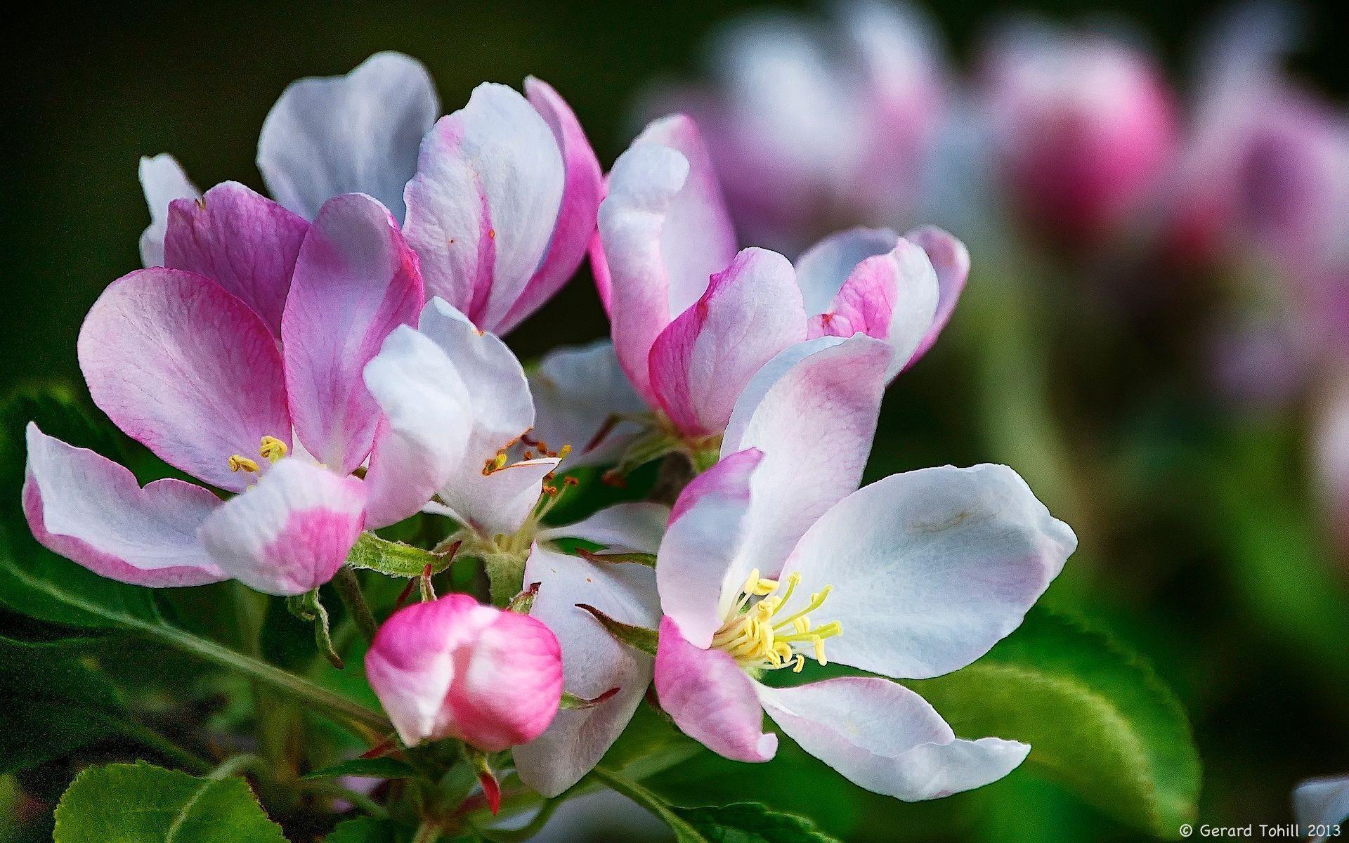 Apple Blossom Wallpapers - Wallpaper Cave