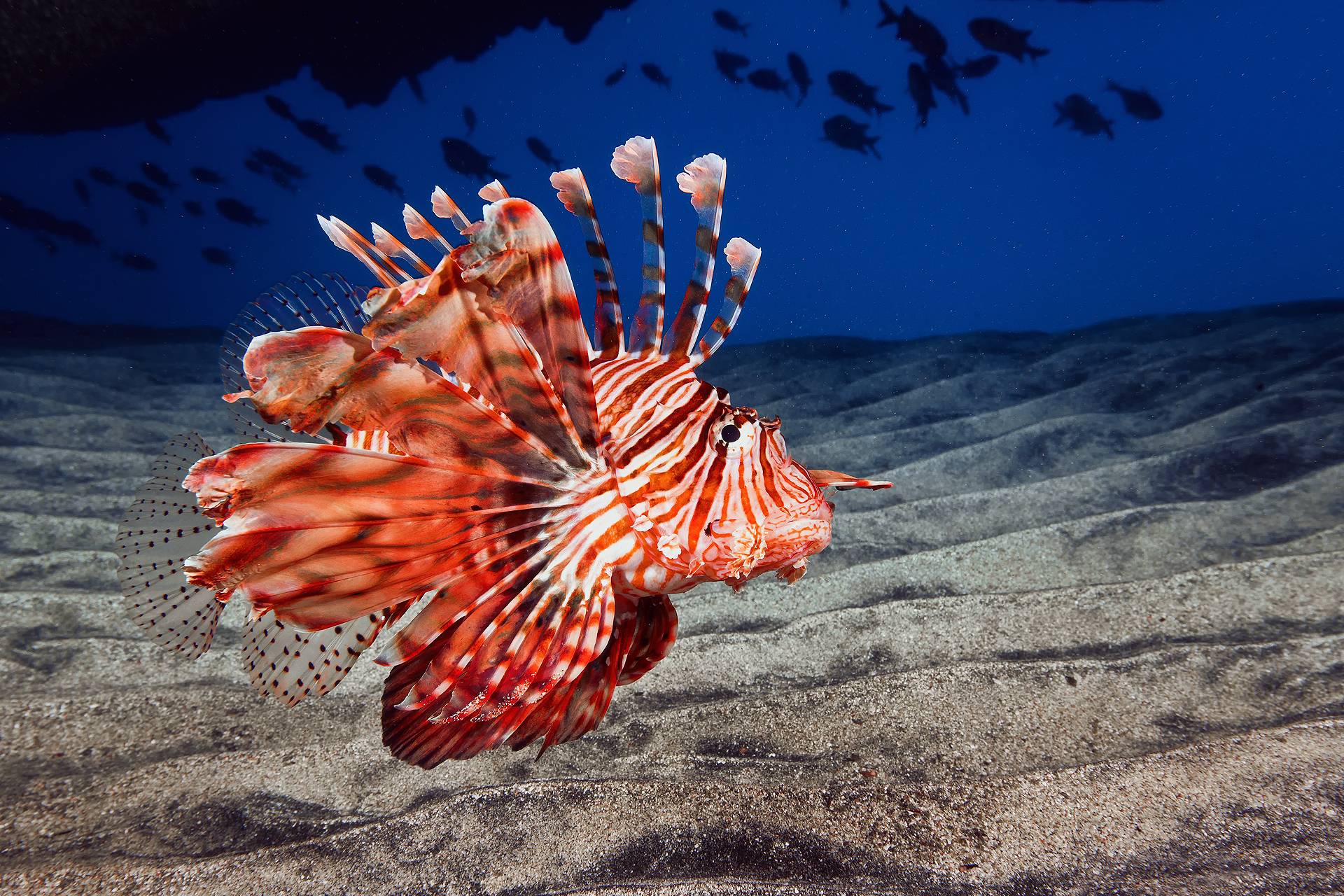 Lionfish Wallpaper, Ocean Wallpaper Sea Bottom Sand Fish Lion