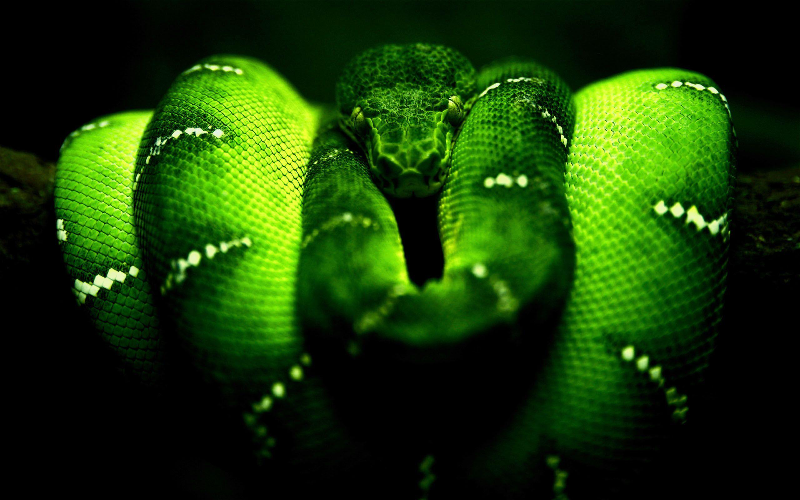 Green Snake Wallpaper