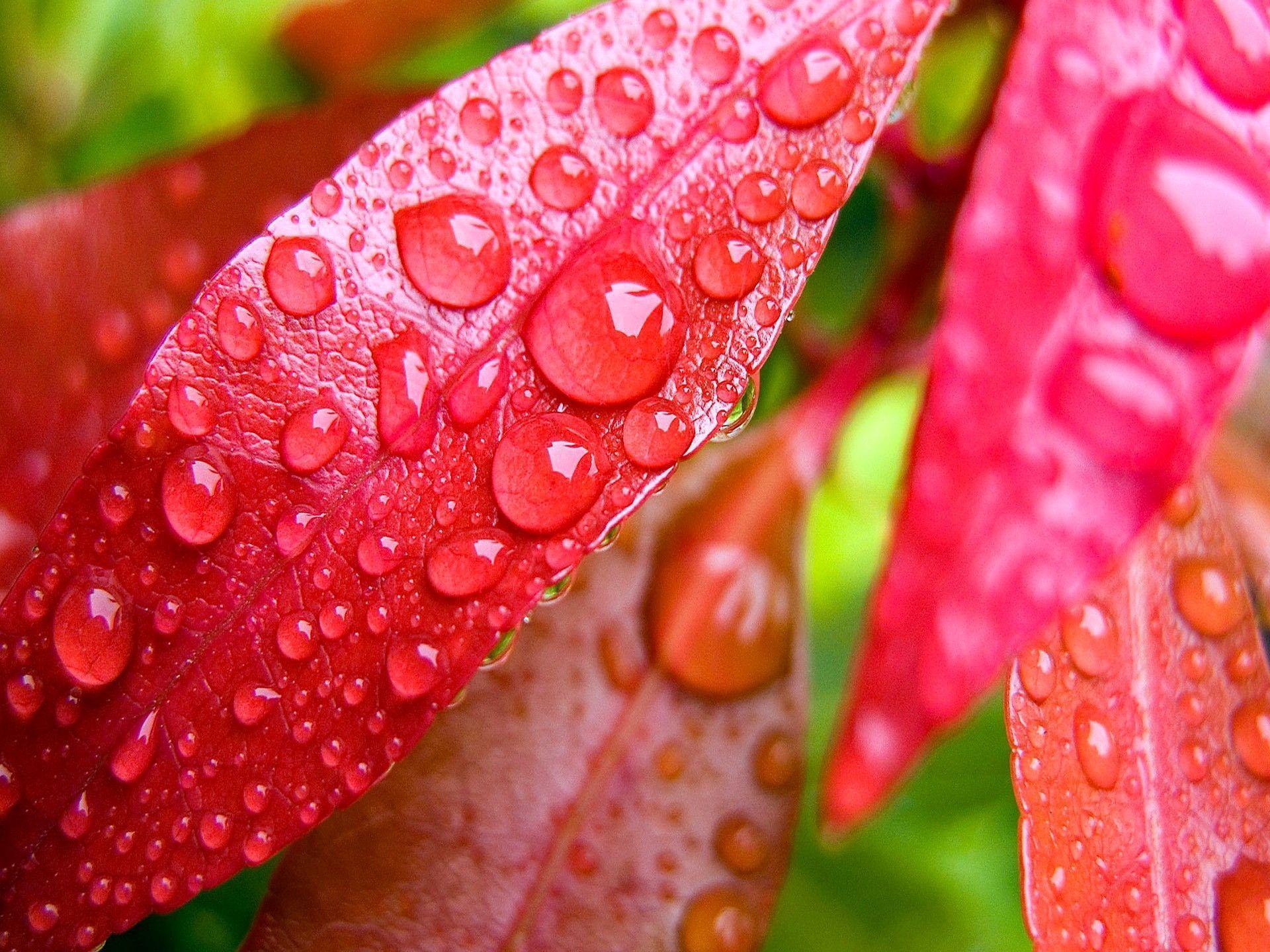 HD Red Leaf With Water Droplets Wallpaper
