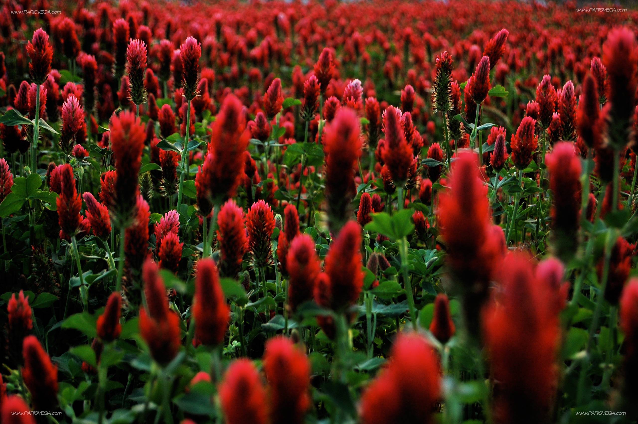 Free Desktop Background, wallpaper, Free Desktop Background HD