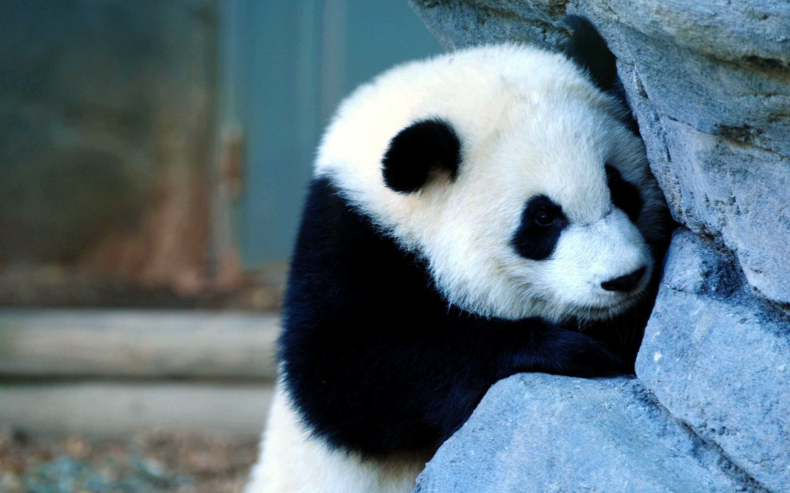 Cute Panda Wallpaper HD Widescreen. HD Wallpaper Source