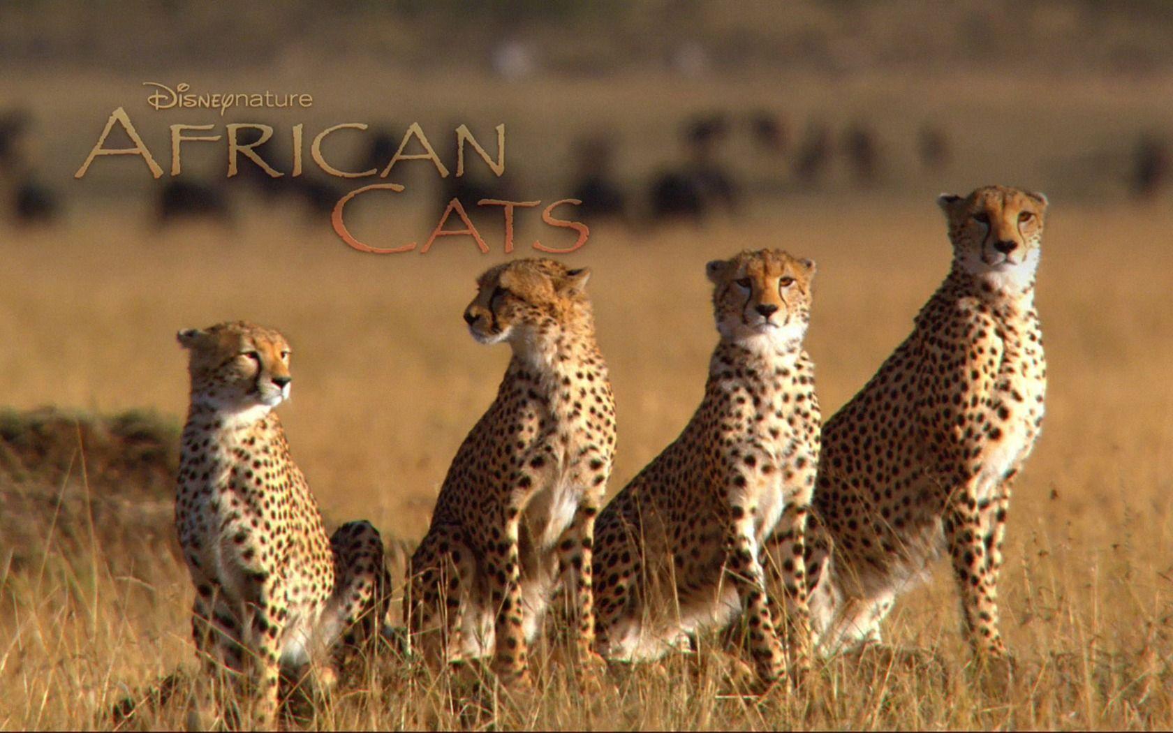 African Cats: Kingdom of Courage wallpaper