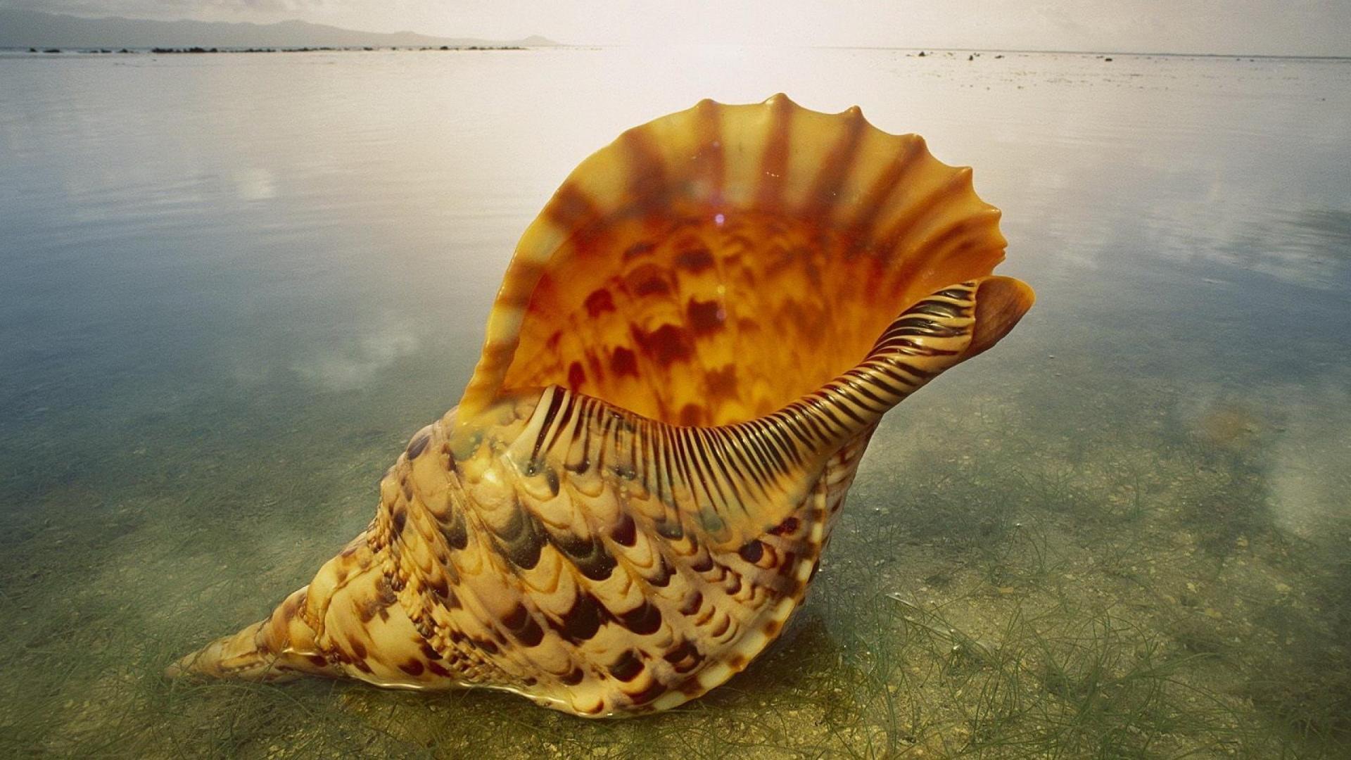 Nature Full HD Wallpaper Wallpaper OS, Free HD Desktop