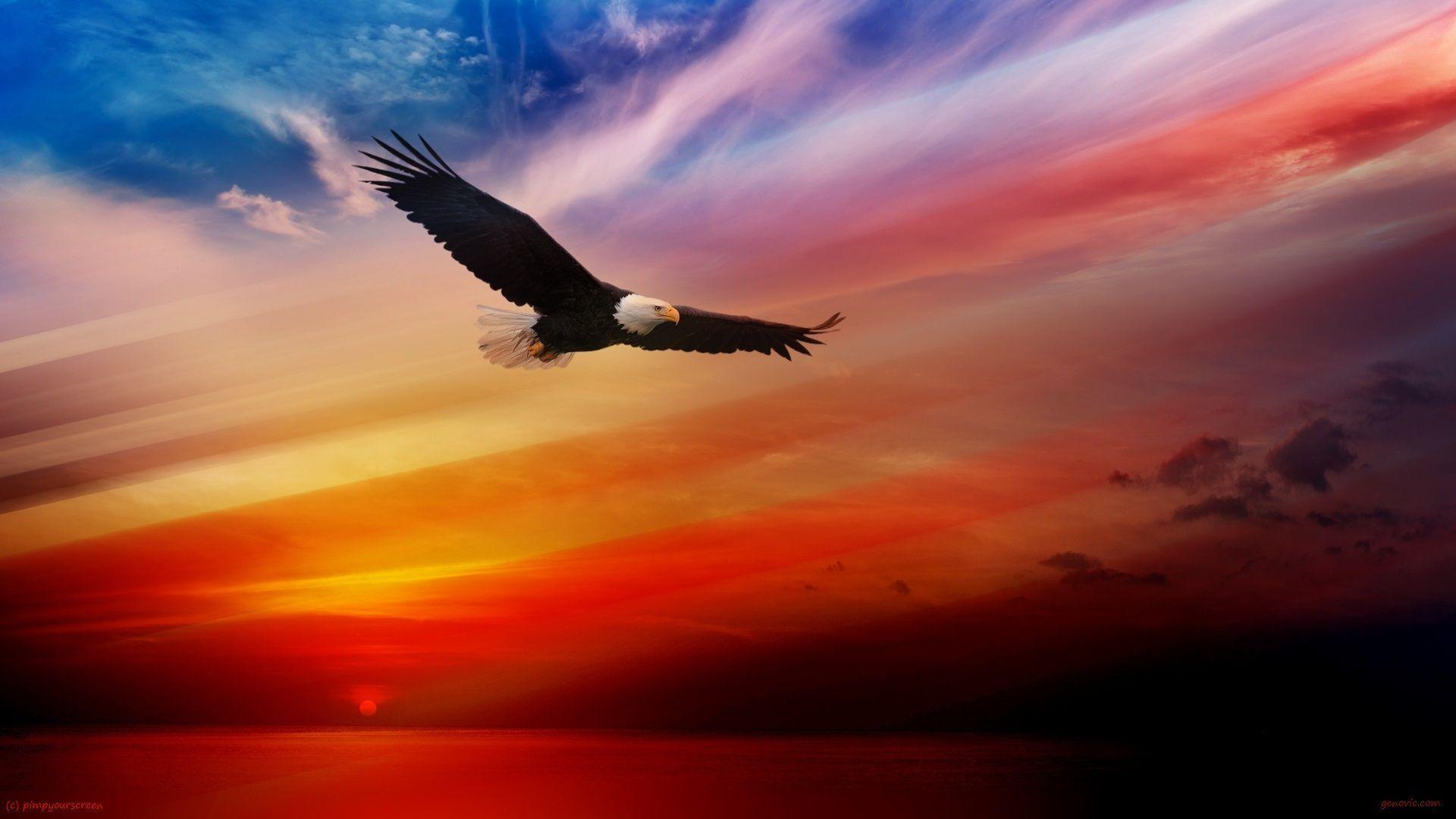 Flying Bald Eagle Wallpaper HD 1080P Free For