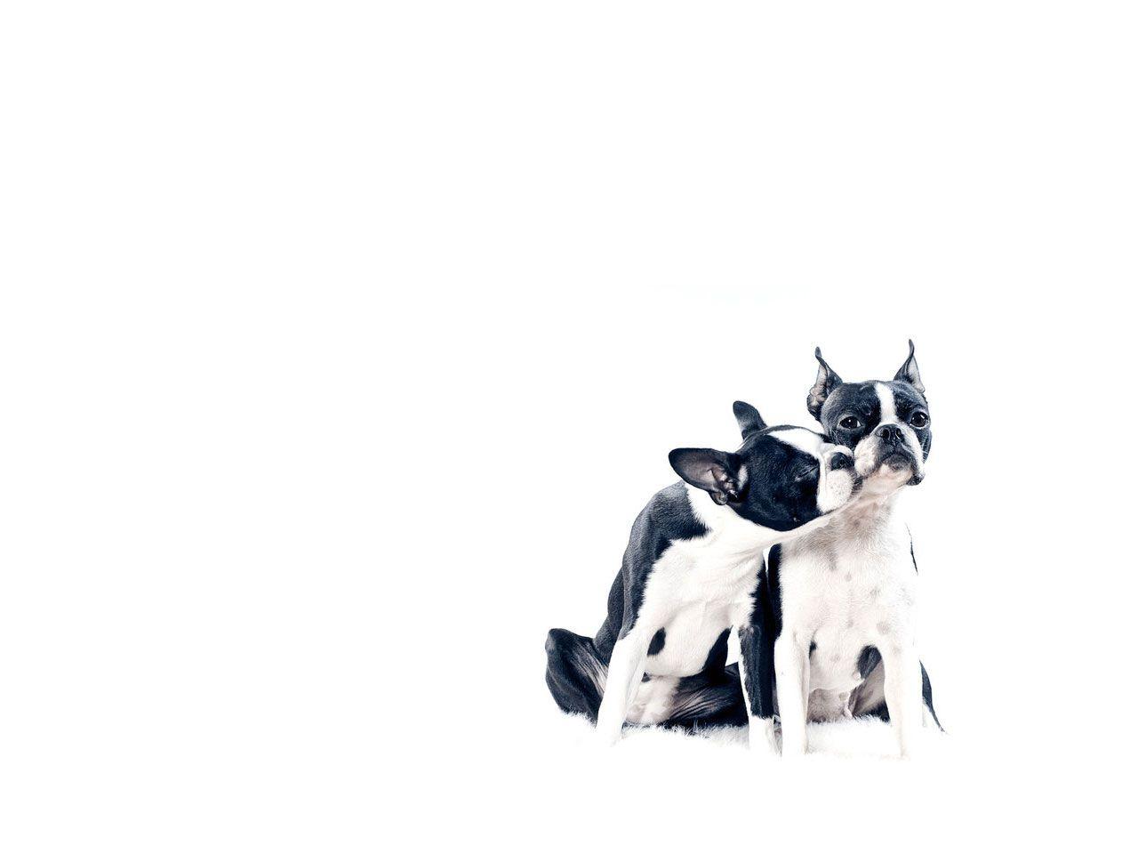 Boston Terrier Wallpapers - Wallpaper Cave