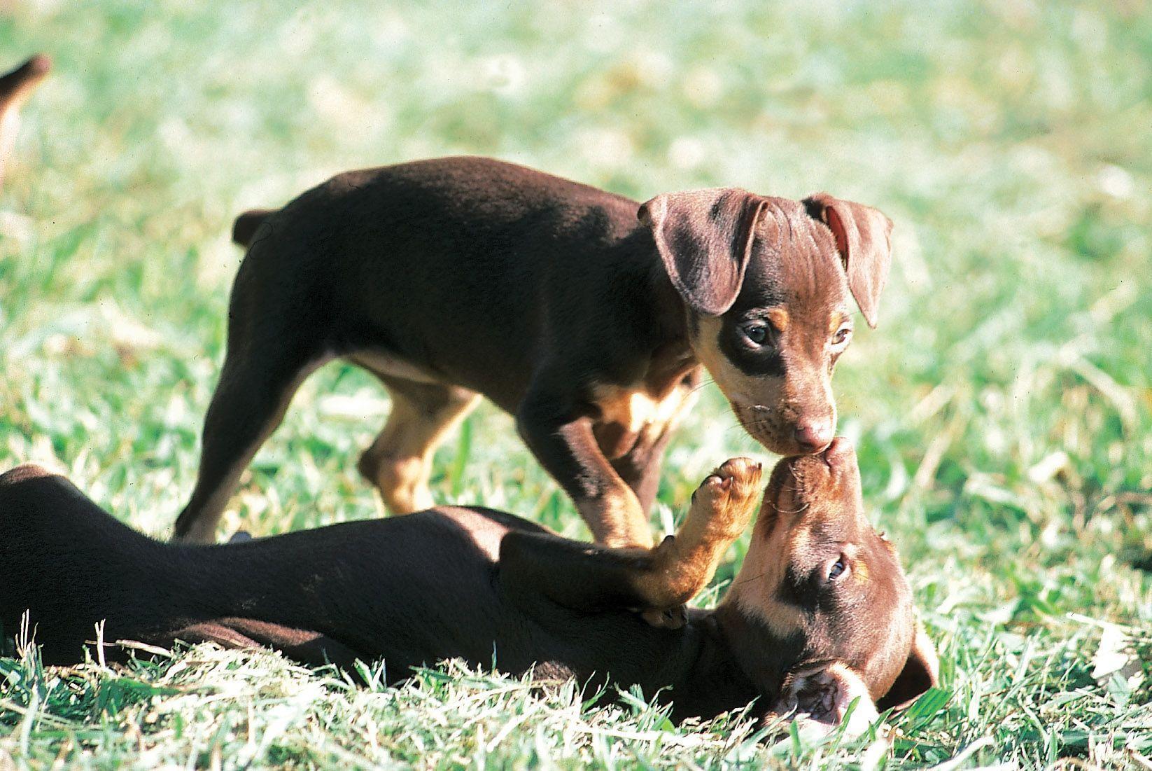 Miniature Pinscher. Dog Breeds at myPetSmart