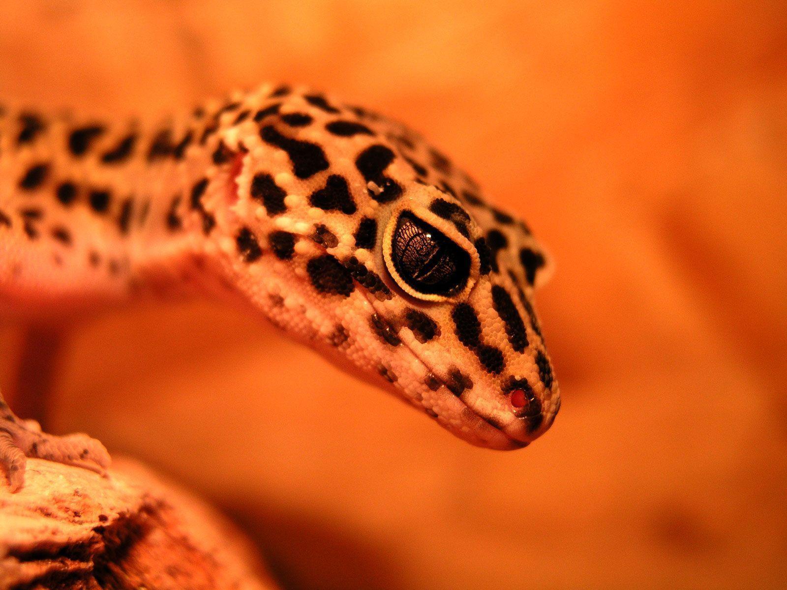 leopard gecko wallpaper 2