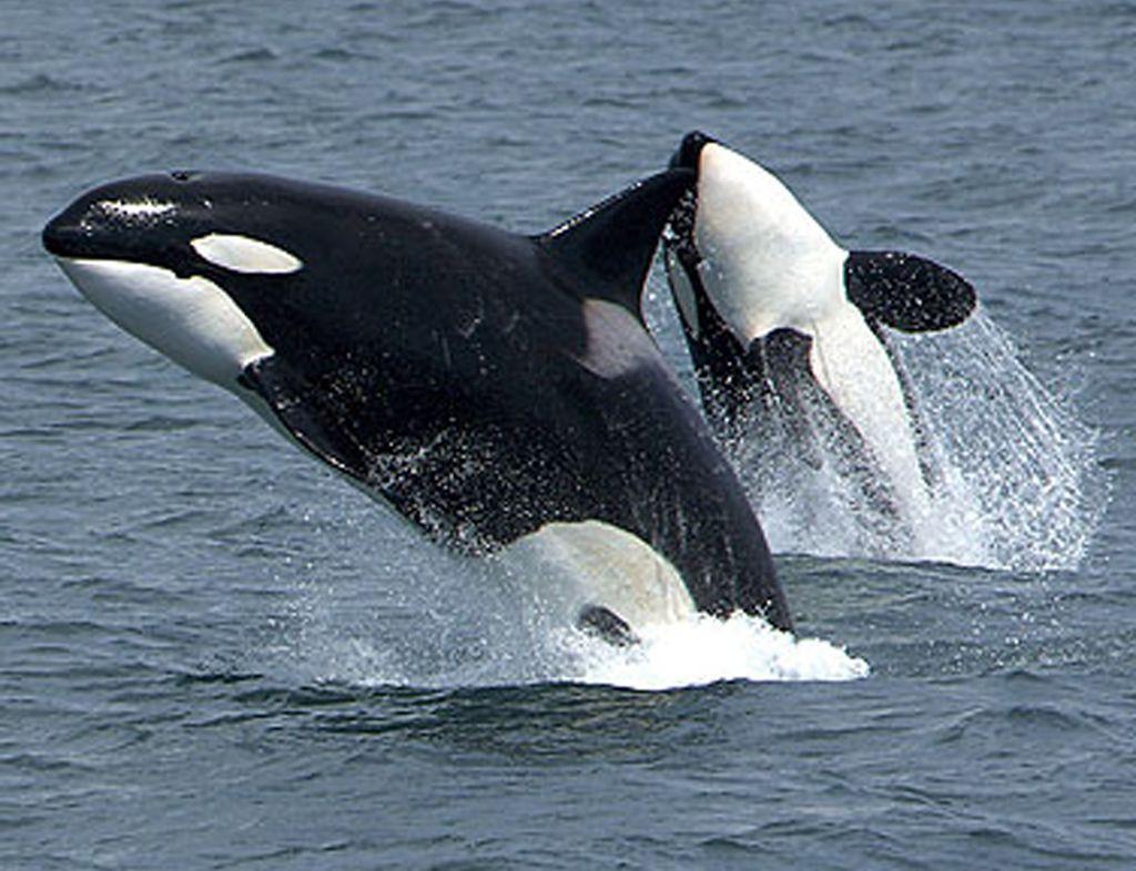 Animals For > Wild Orca Wallpaper