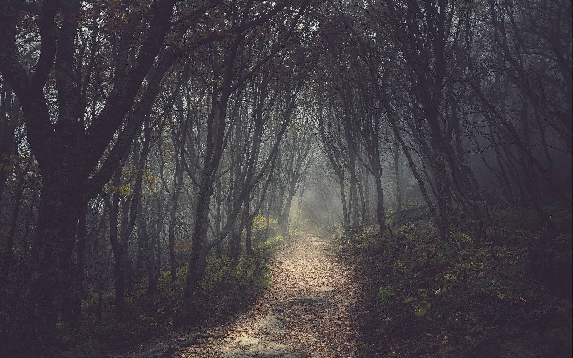 Dark Forest Path Background