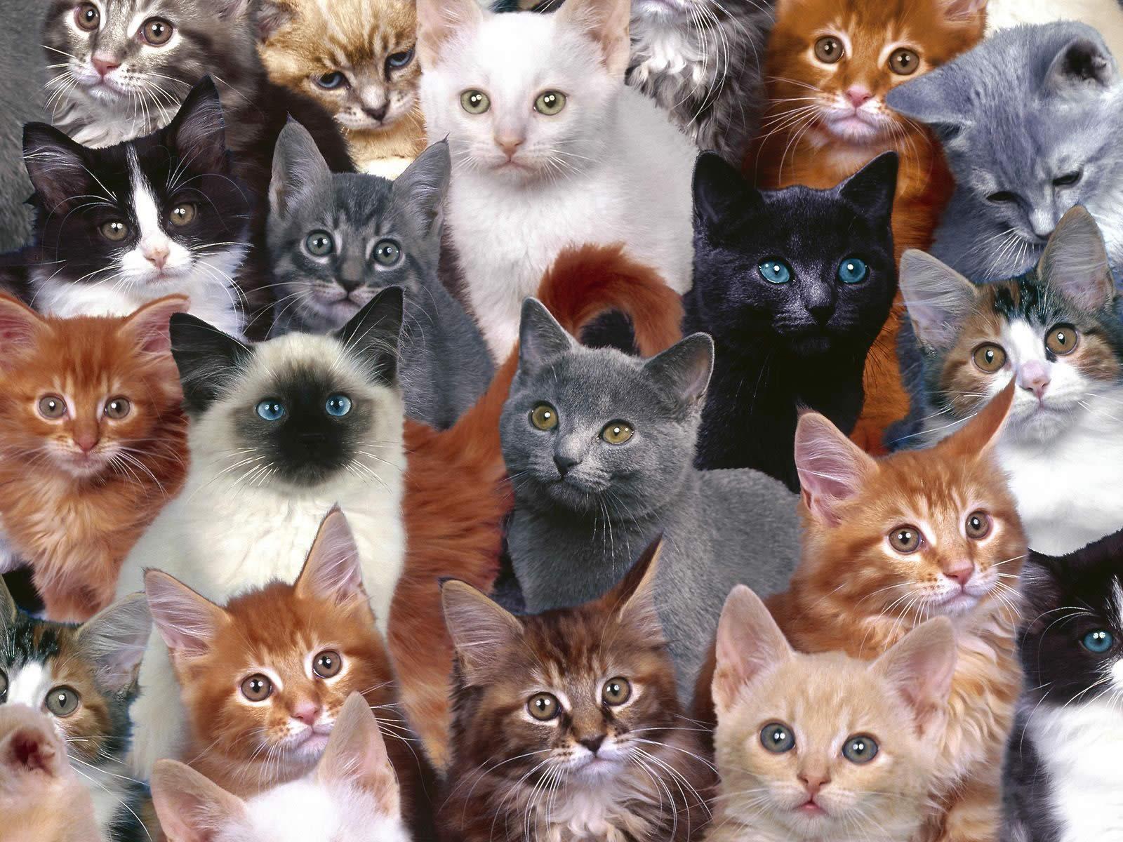 Cat Desktop Wallpaper and Background