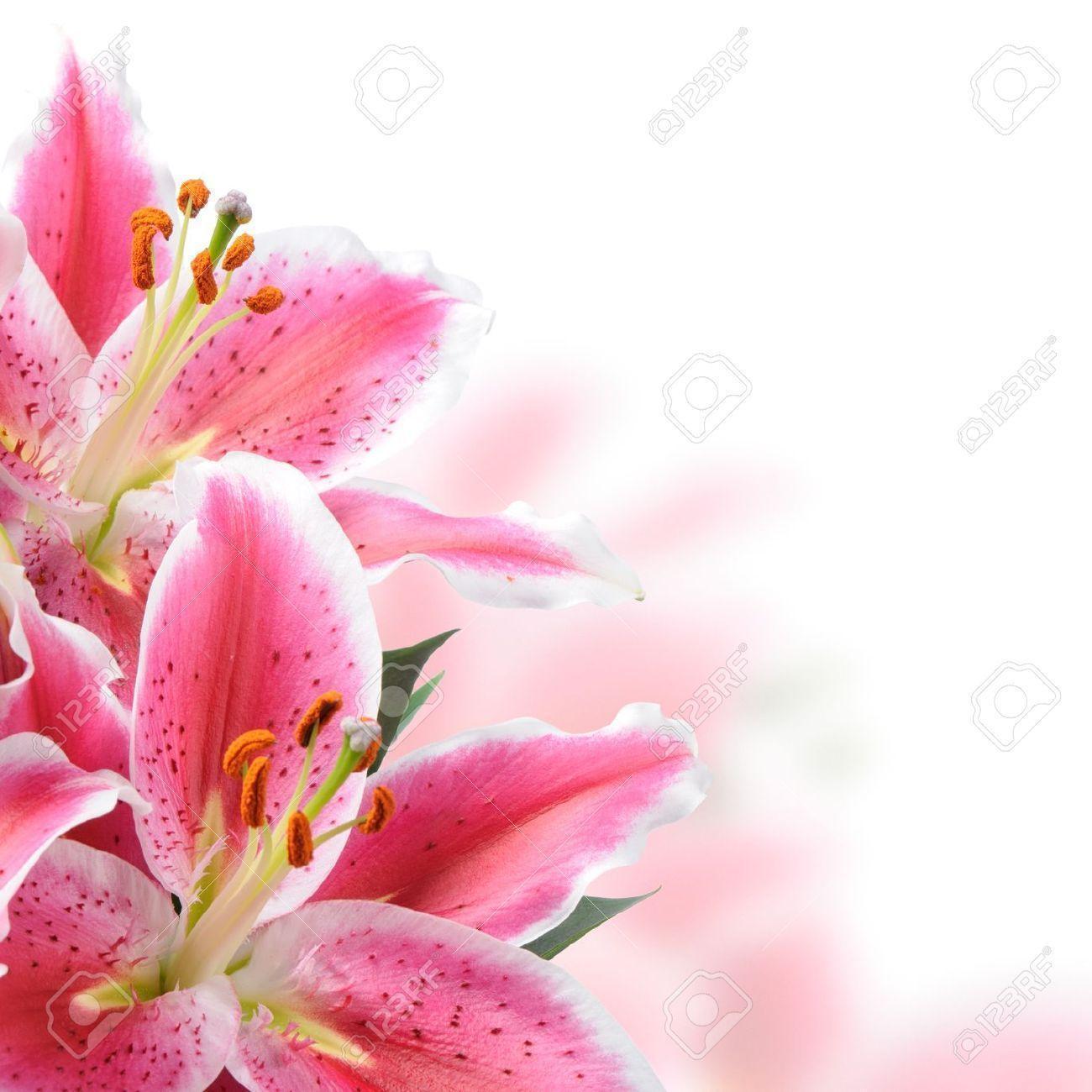 Tiger Lily Image, Royalty Free Tiger Lily Image