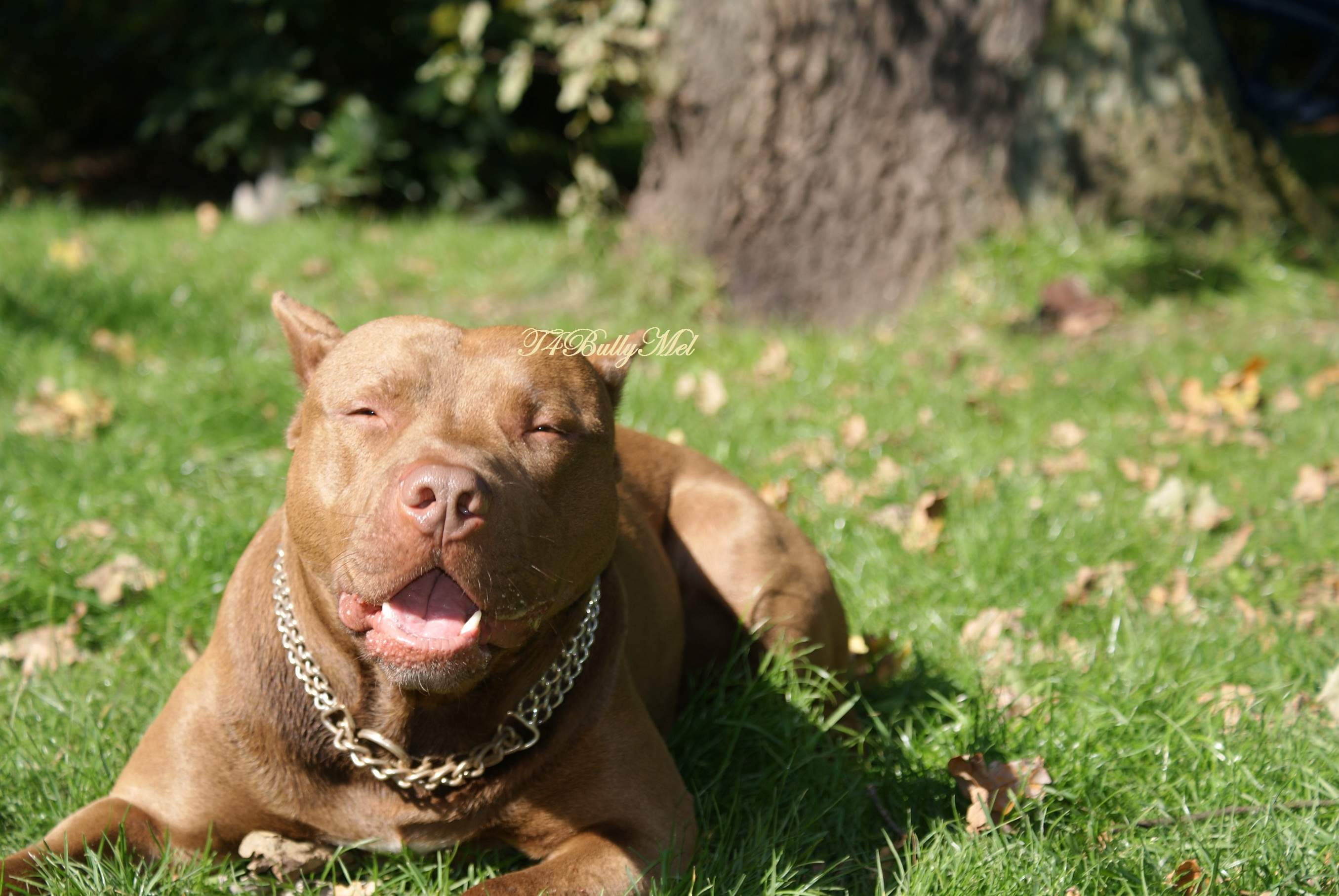 Animals For > Pitbull Dog Wallpapers