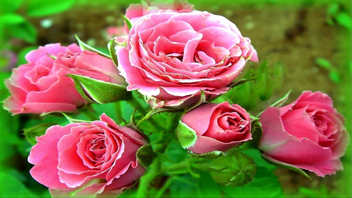 Wallpapers Flower Rose Love - Wallpaper Cave