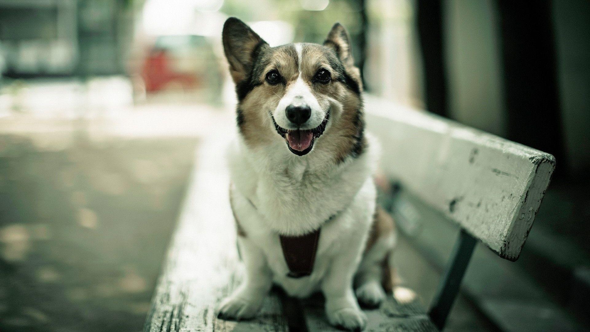 A Stunning Collection Of WallPapers With Dogs In HD