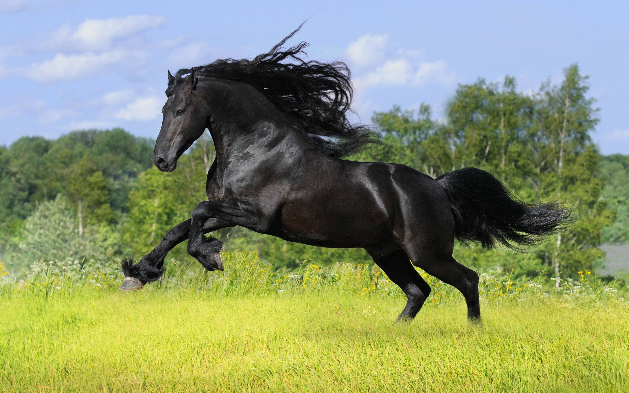 Black Horse Mobile Photo | 1785x3173 resolution wallpaper