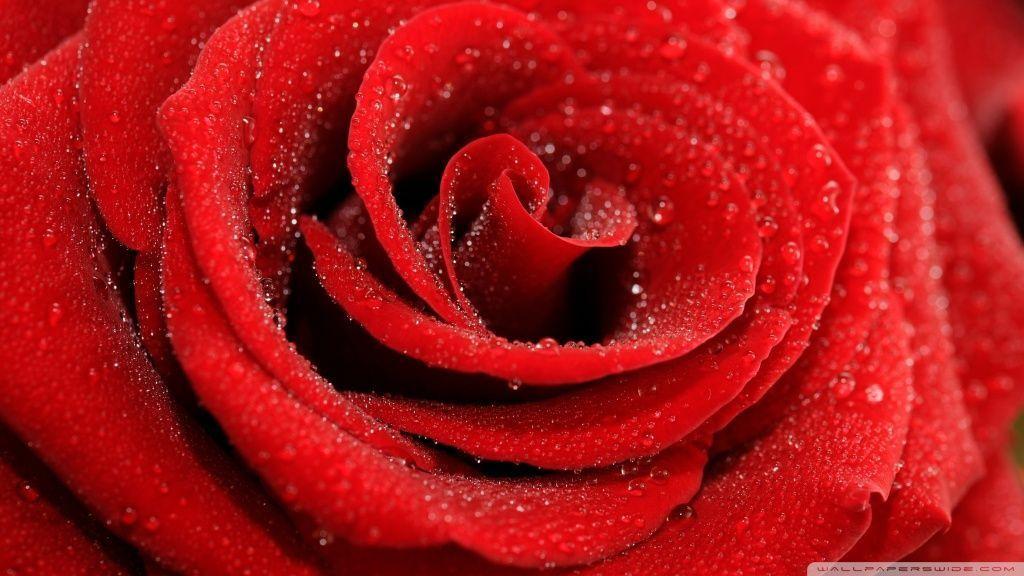 Free Wallpaper Red Roses
