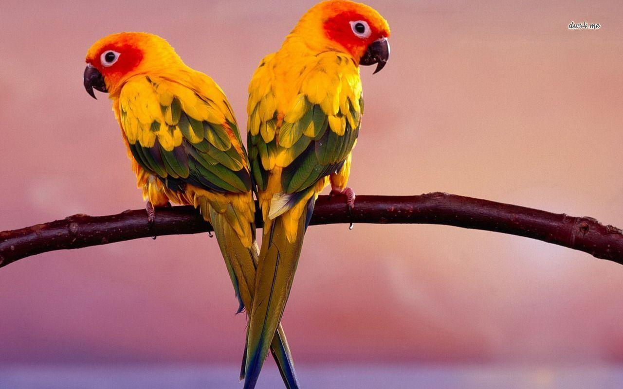 Lovebirds wallpaper wallpaper - #