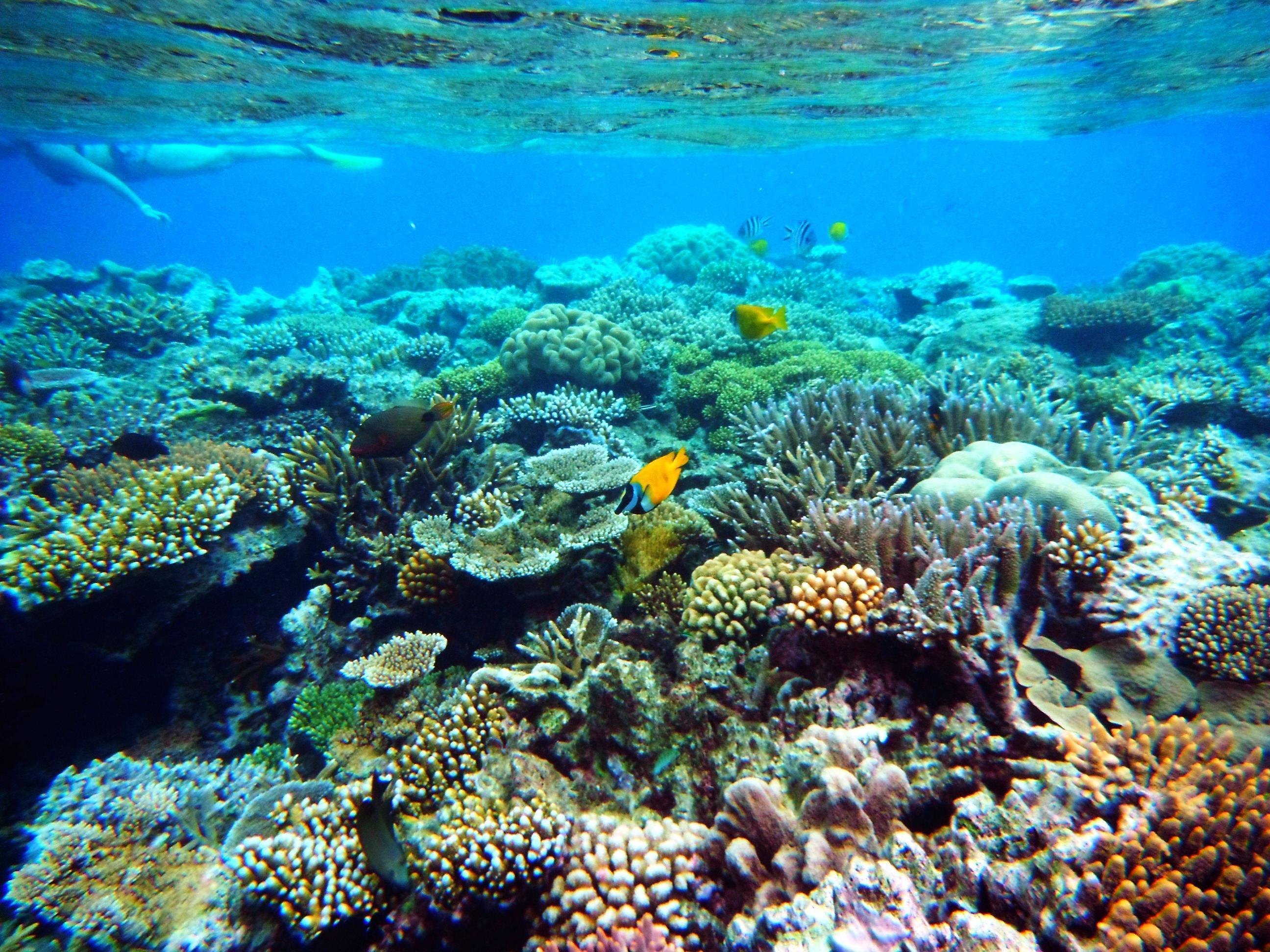 Great Barrier Reef Underwater Coral
