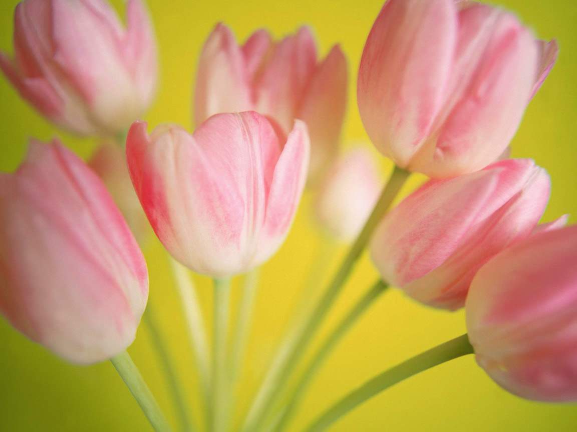 Beautiful Tulip Flowers Wallpaper. All Flowers. Send Flowers