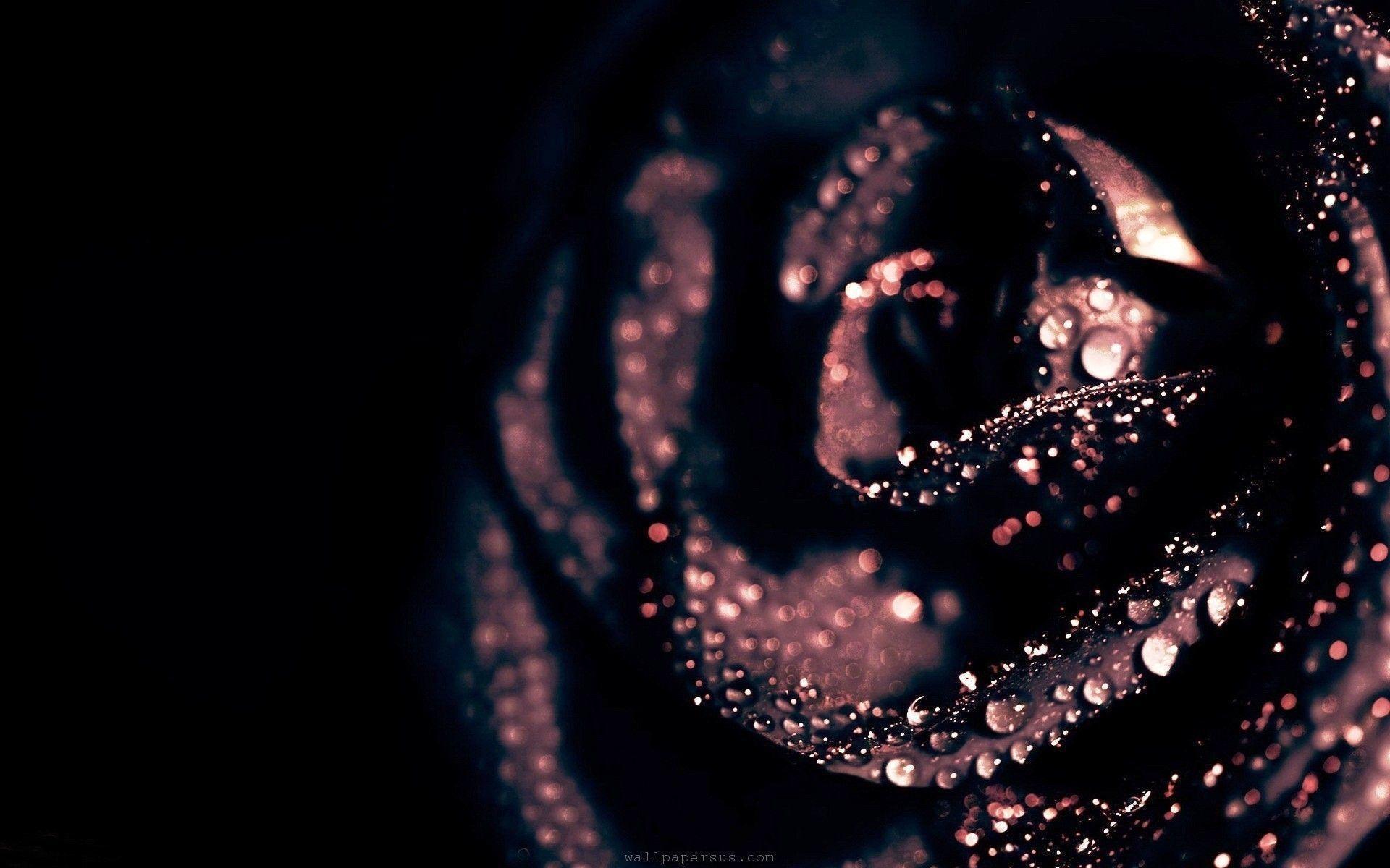 Black Roses Wallpaper HD wallpaper search