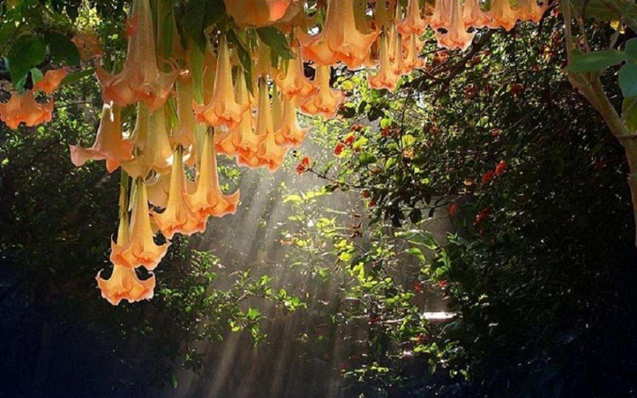 Hanging Garden Desktop Wallpaper