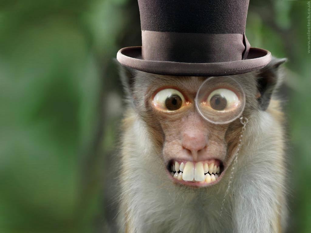 monkey desktop wallpaper picture, image