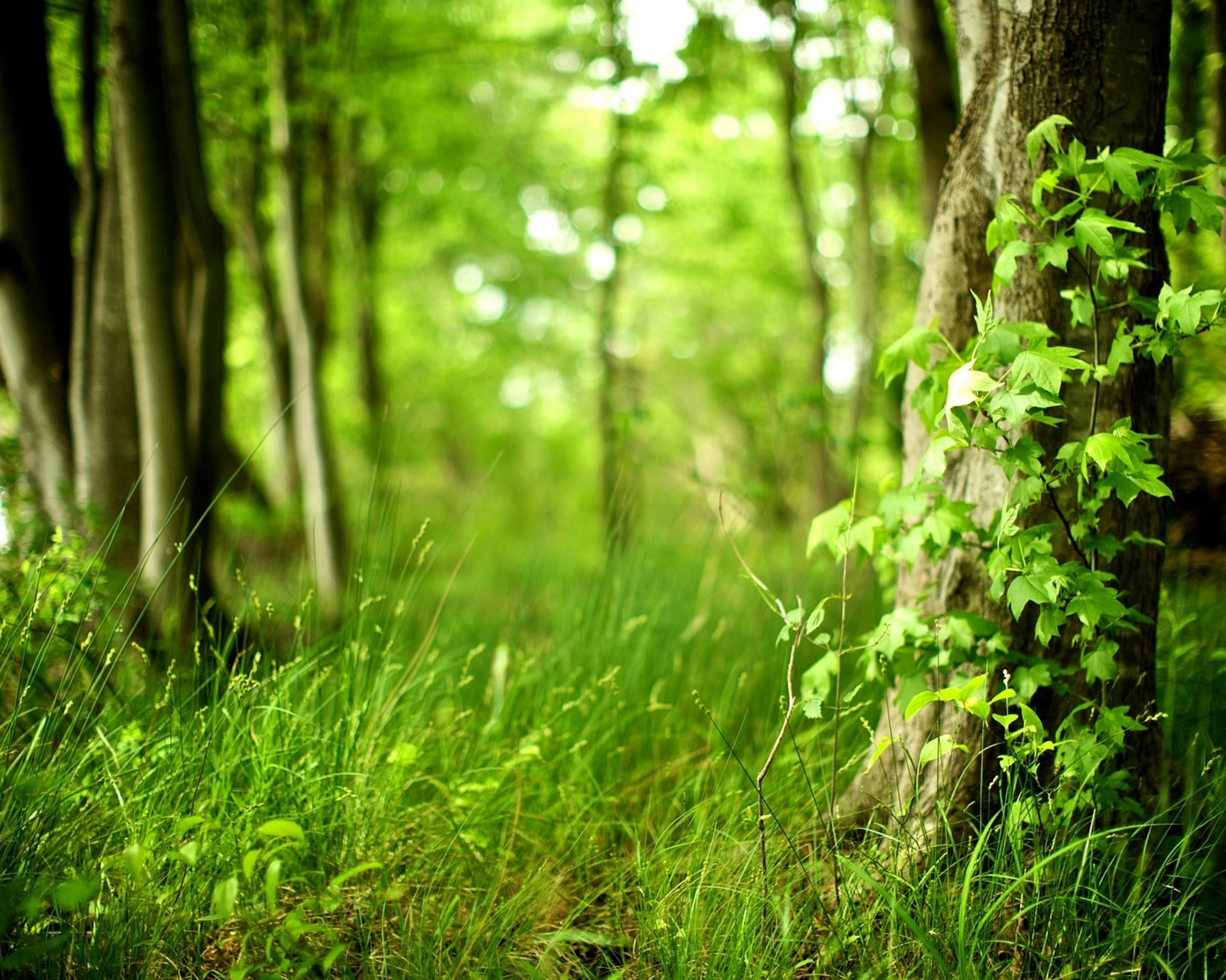 Tree Background Grass Desktops Nature Photography Desktop