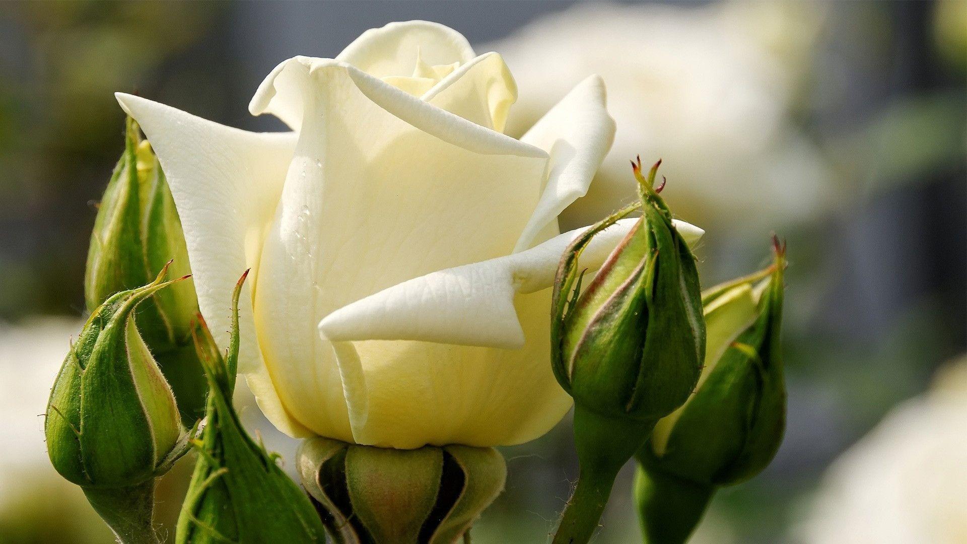 Rose White Roses (2961). Nature Wallpaper Osteotx