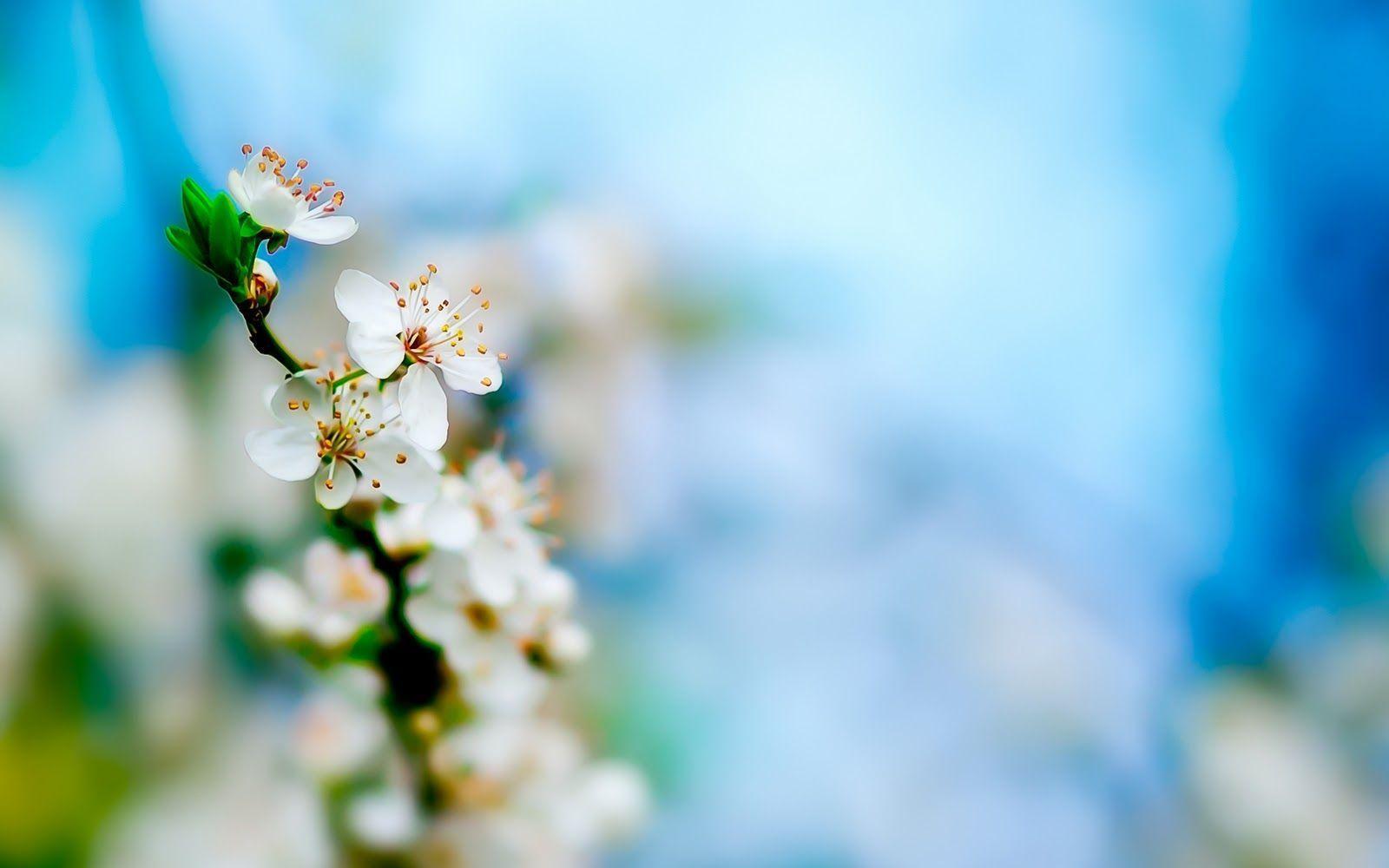 Spring Flowers Backgrounds Free Desktop 8 HD Wallpapers